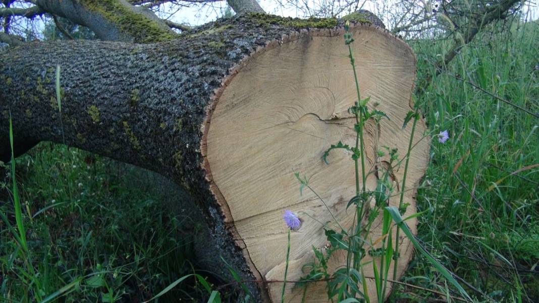150 yıllık çınar ağaçlarını öyle bir paraya satmak için çaldılar ki pes! Bu kadar vicdansızlık olmaz... 10